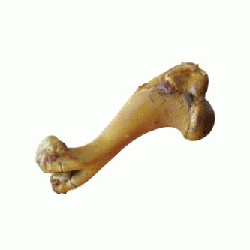 Gnat wołowy