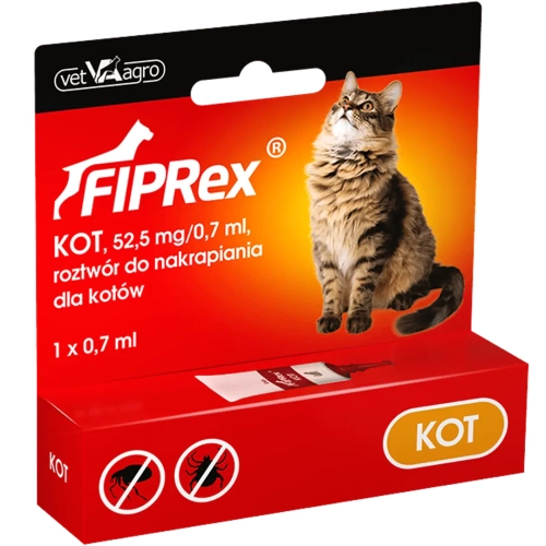 kot-min.webp